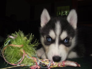 Siberian Husky Puppies for Sale Tennessee