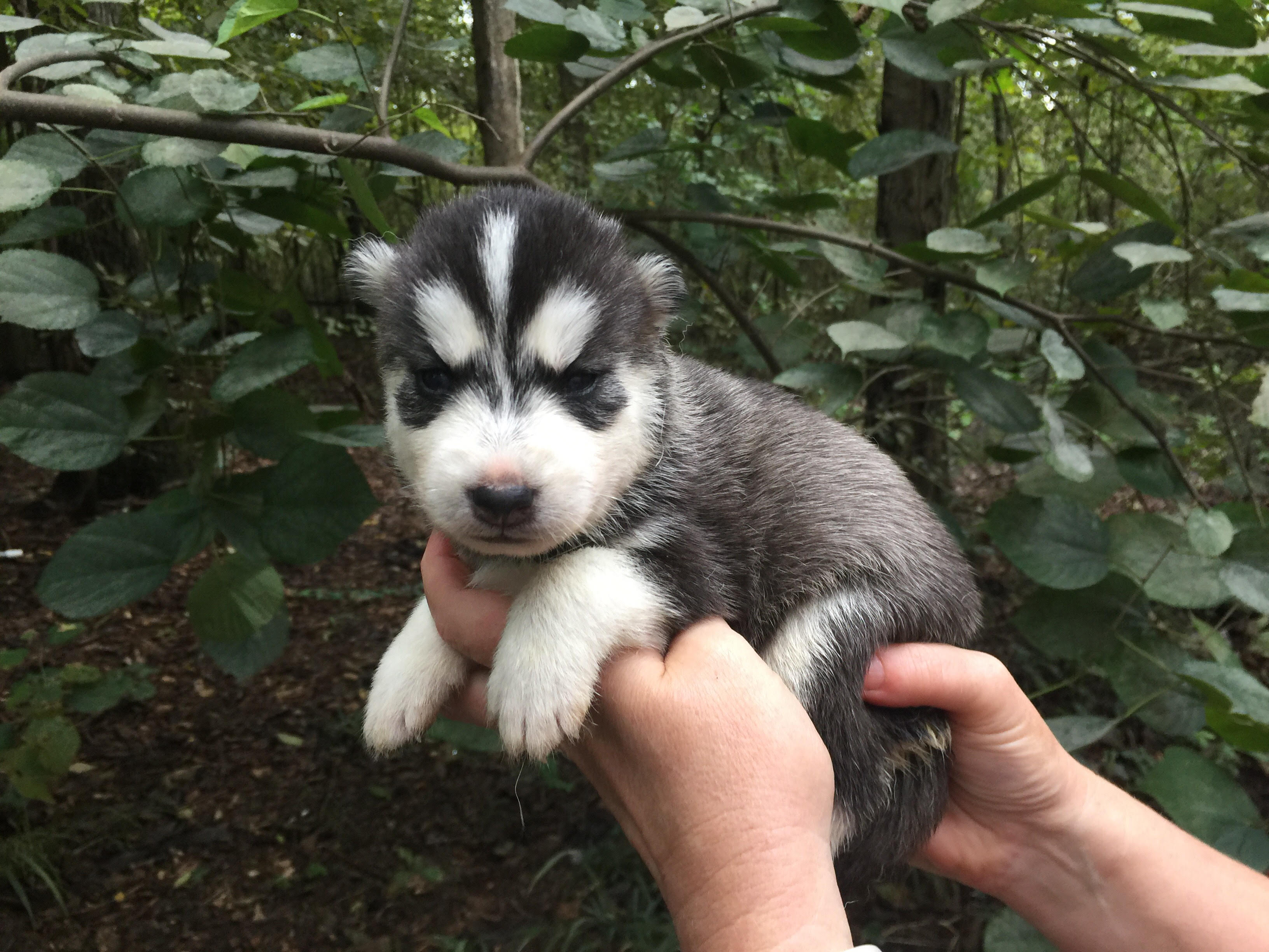 midsouth home services