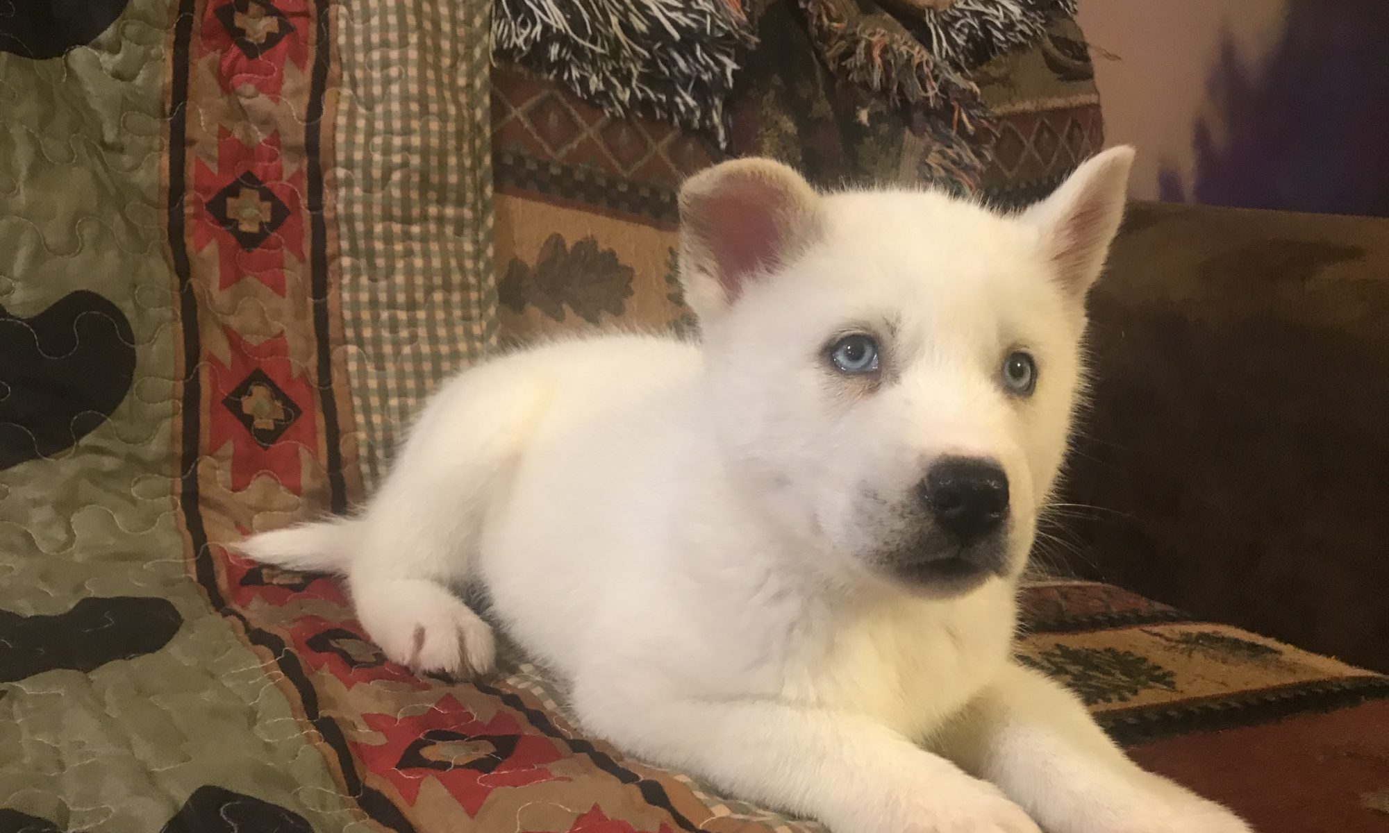 siberian husky puppy dmw2